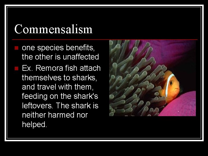 Commensalism n n one species benefits, the other is unaffected Ex. Remora fish attach