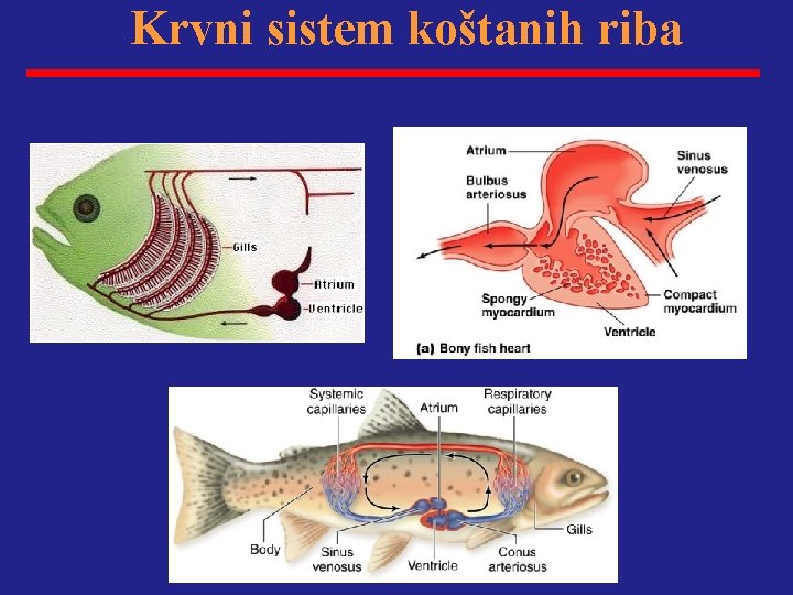 Krvni sistem koštanih riba 