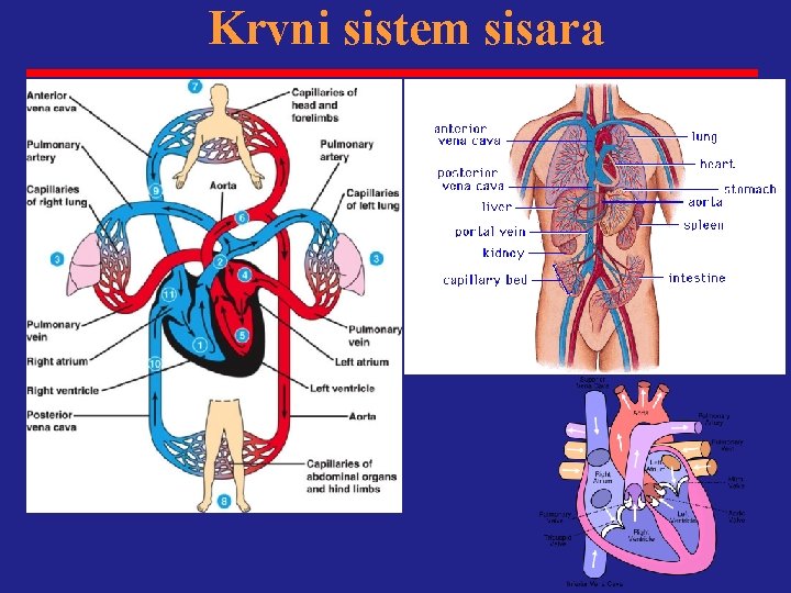 Krvni sistem sisara 