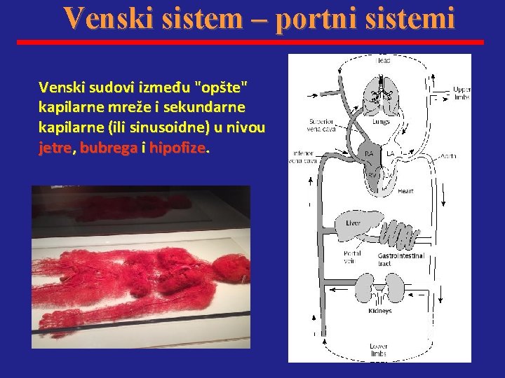 Venski sistem – portni sistemi Venski sudovi između "opšte" kapilarne mreže i sekundarne kapilarne