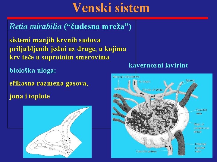 Venski sistem Retia mirabilia (“čudesna mreža”) sistemi manjih krvnih sudova priljubljenih jedni uz druge,