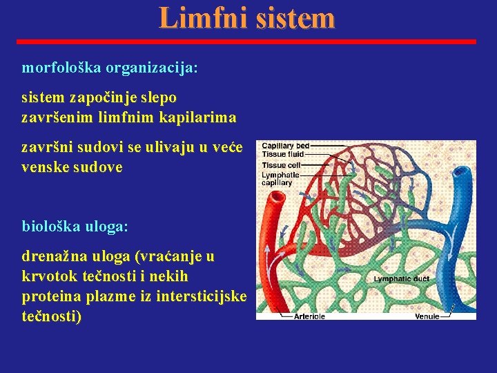 Limfni sistem morfološka organizacija: sistem započinje slepo završenim limfnim kapilarima završni sudovi se ulivaju