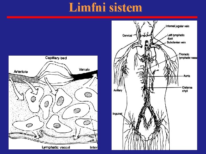 Limfni sistem 