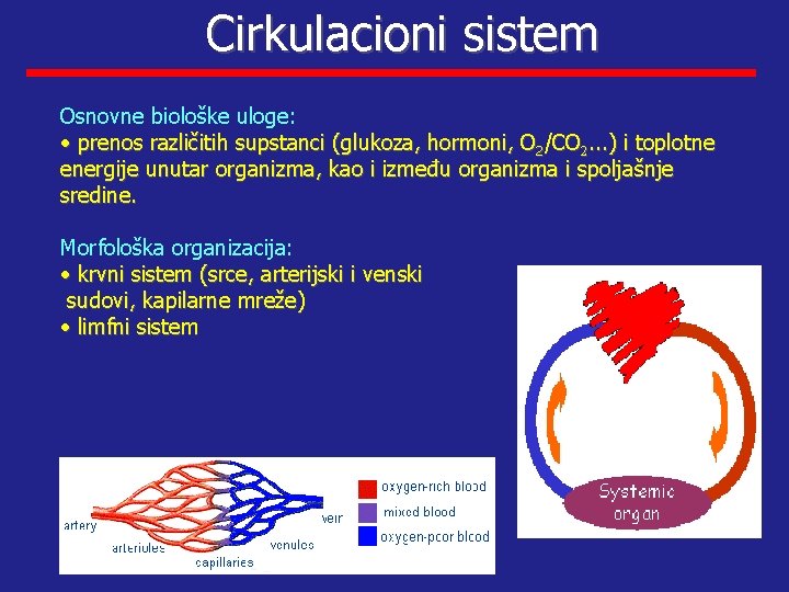 Cirkulacioni sistem Osnovne biološke uloge: • prenos različitih supstanci (glukoza, hormoni, O 2/CO 2.