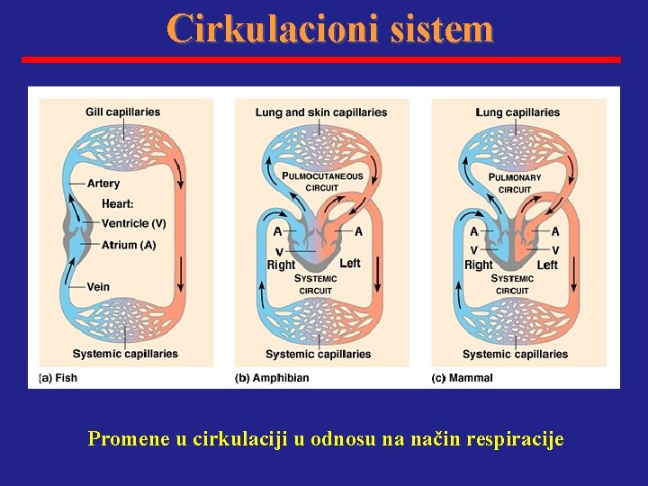 Cirkulacioni sistem Promene u cirkulaciji u odnosu na način respiracije 