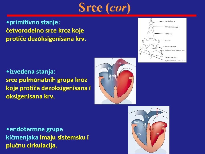 Srce (cor) • primitivno stanje: četvorodelno srce kroz koje protiče dezoksigenisana krv. • izvedena