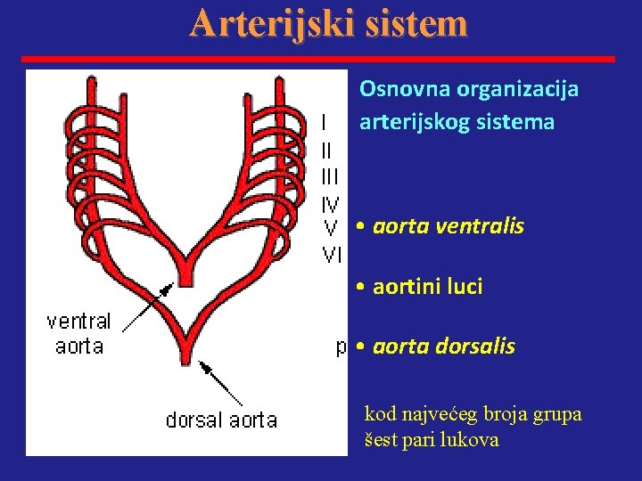 Arterijski sistem Osnovna organizacija arterijskog sistema • aorta ventralis • aortini luci • aorta