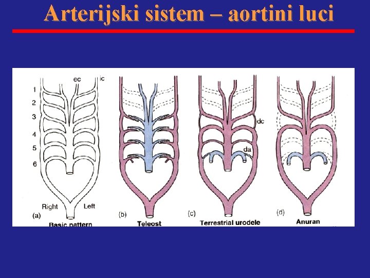 Arterijski sistem – aortini luci 