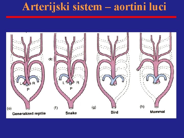 Arterijski sistem – aortini luci 