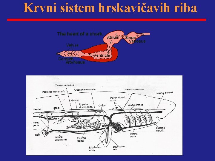 Krvni sistem hrskavičavih riba 