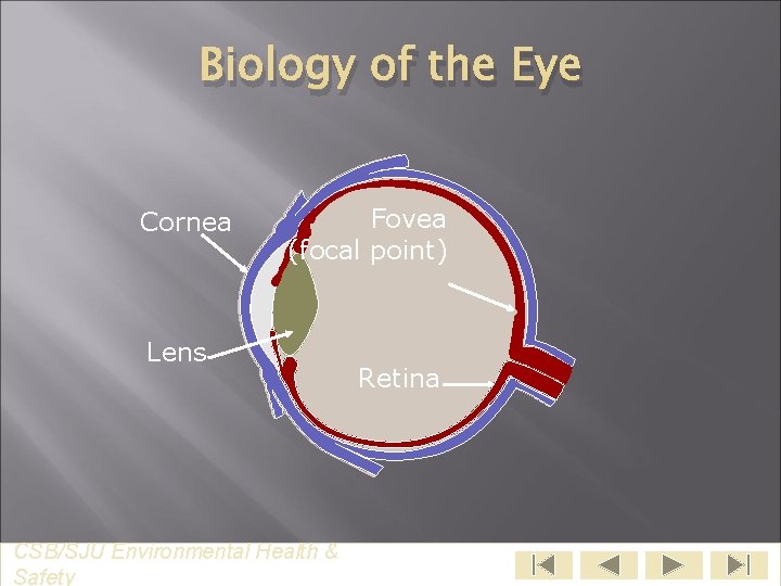 Biology of the Eye Cornea Fovea (focal point) Lens CSB/SJU Environmental Health & Safety