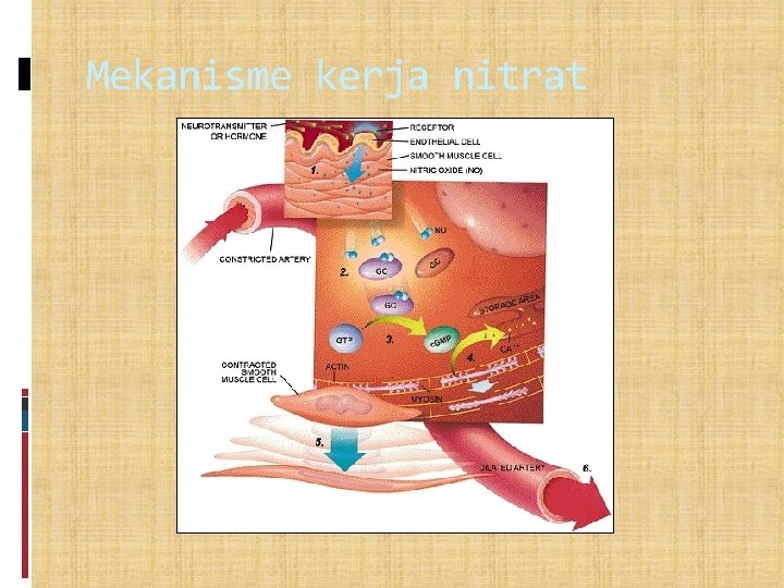 Mekanisme kerja nitrat 