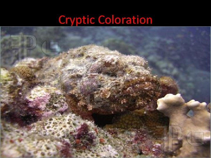 Cryptic Coloration • Cryptic Coloration: “camouflaging” used to avoid predation. 