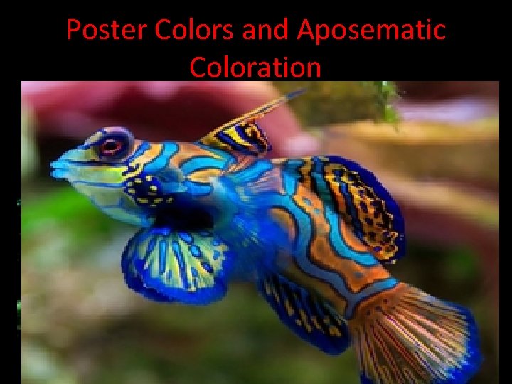 Poster Colors and Aposematic Coloration • Poster colors: bright showy color patterns that may