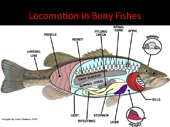 Locomotion in Bony Fishes • The trunk muscles of fishes are arranged as a