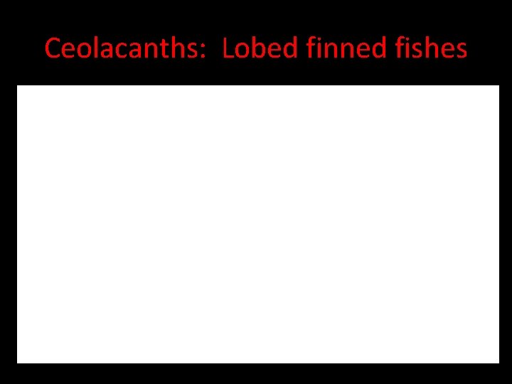 Ceolacanths: Lobed finned fishes 
