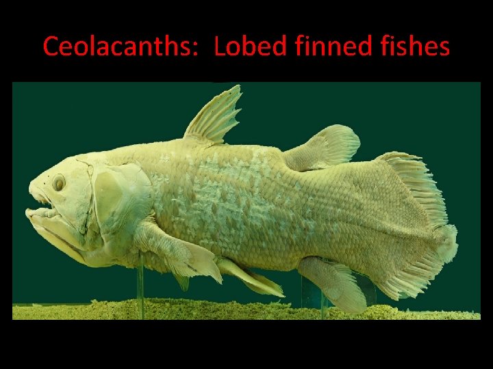 Ceolacanths: Lobed finned fishes • Ceolacanths are relics of an evolutionary line that gave