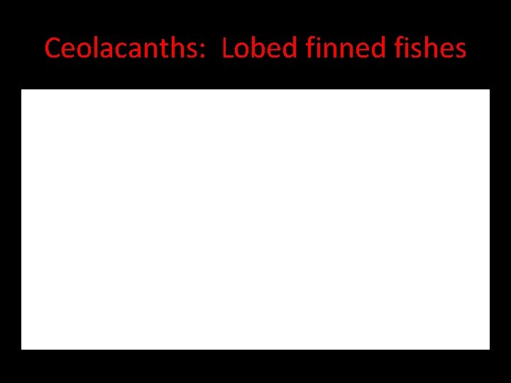 Ceolacanths: Lobed finned fishes 