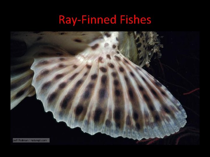 Ray-Finned Fishes • Their fins are attached to the body by fin rays rather