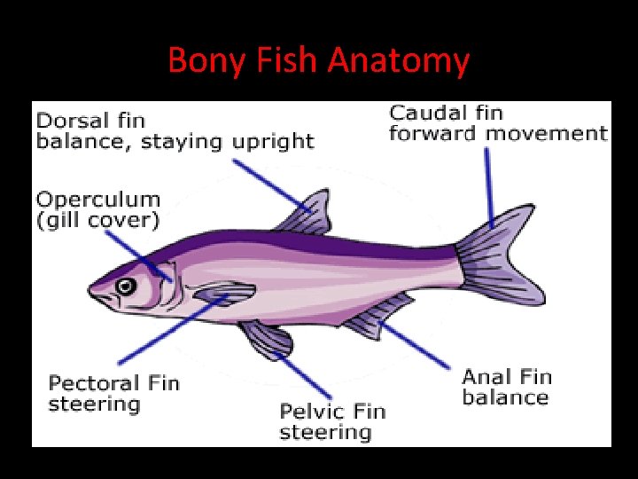 Bony Fish Anatomy • Median fins: Dorsal, caudal, and anal fins. Help to maintain