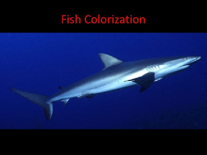 Fish Colorization • Counter shading: the fishes back is colored dark, and fades to