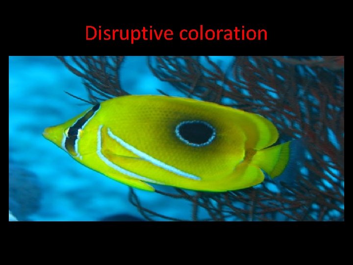 Disruptive coloration • Disruptive Coloration: often found in reef fish. Breaks up the pattern.