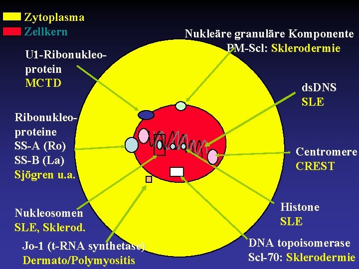 Zytoplasma Zellkern U 1 -Ribonukleoprotein MCTD Ribonukleoproteine SS-A (Ro) SS-B (La) Sjögren u. a.