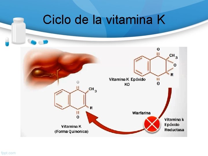 Ciclo de la vitamina K 