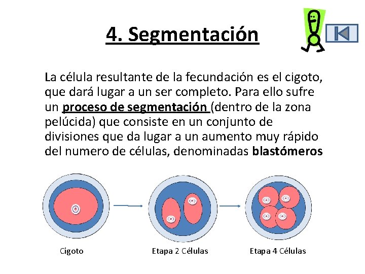 4. Segmentación La célula resultante de la fecundación es el cigoto, que dará lugar 4. Segmentación La célula resultante de la fecundación es el cigoto, que dará lugar