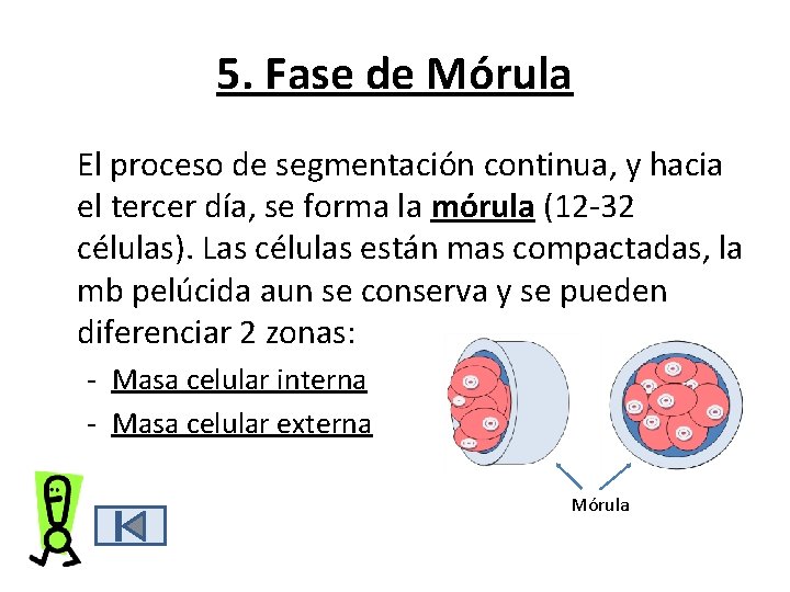 5. Fase de Mórula El proceso de segmentación continua, y hacia el tercer día, 5. Fase de Mórula El proceso de segmentación continua, y hacia el tercer día,