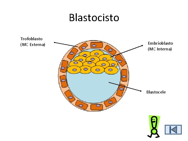 Blastocisto Trofoblasto (MC Externa) Embrioblasto (MC Interna) Blastocele Blastocisto Trofoblasto (MC Externa) Embrioblasto (MC Interna) Blastocele