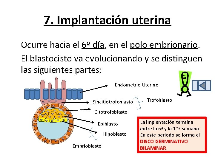 7. Implantación uterina Ocurre hacia el 6º día, en el polo embrionario. El blastocisto 7. Implantación uterina Ocurre hacia el 6º día, en el polo embrionario. El blastocisto