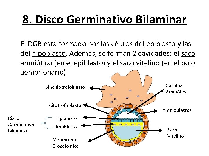 8. Disco Germinativo Bilaminar El DGB esta formado por las células del epiblasto y 8. Disco Germinativo Bilaminar El DGB esta formado por las células del epiblasto y