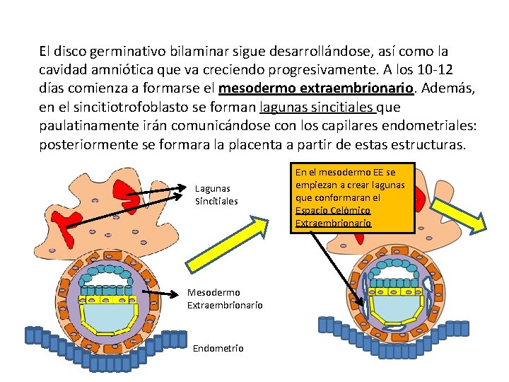 El disco germinativo bilaminar sigue desarrollándose, así como la cavidad amniótica que va creciendo El disco germinativo bilaminar sigue desarrollándose, así como la cavidad amniótica que va creciendo