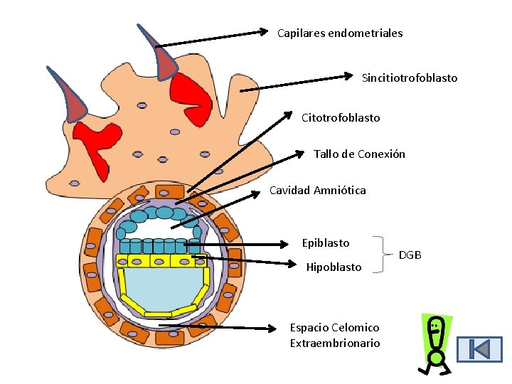 Capilares endometriales Sincitiotrofoblasto Citotrofoblasto Tallo de Conexión Cavidad Amniótica Epiblasto Hipoblasto Espacio Celomico Extraembrionario Capilares endometriales Sincitiotrofoblasto Citotrofoblasto Tallo de Conexión Cavidad Amniótica Epiblasto Hipoblasto Espacio Celomico Extraembrionario