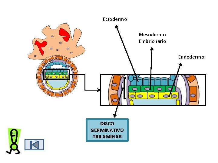 Ectodermo Mesodermo Embrionario Endodermo DISCO GERMINATIVO TRILAMINAR Ectodermo Mesodermo Embrionario Endodermo DISCO GERMINATIVO TRILAMINAR