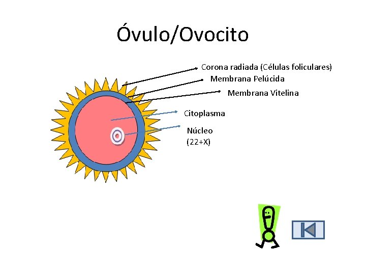 Óvulo/Ovocito Corona radiada (Células foliculares) Membrana Pelúcida Membrana Vitelina Citoplasma Núcleo (22+X) Óvulo/Ovocito Corona radiada (Células foliculares) Membrana Pelúcida Membrana Vitelina Citoplasma Núcleo (22+X)