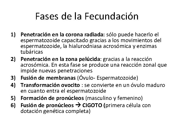 Fases de la Fecundación 1) Penetración en la corona radiada: sólo puede hacerlo el Fases de la Fecundación 1) Penetración en la corona radiada: sólo puede hacerlo el