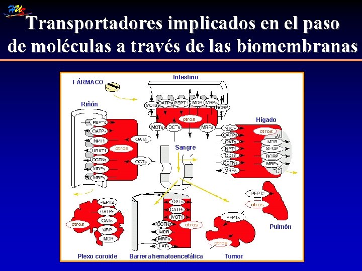 Transportadores implicados en el paso de moléculas a través de las biomembranas Intestino FÁRMACO