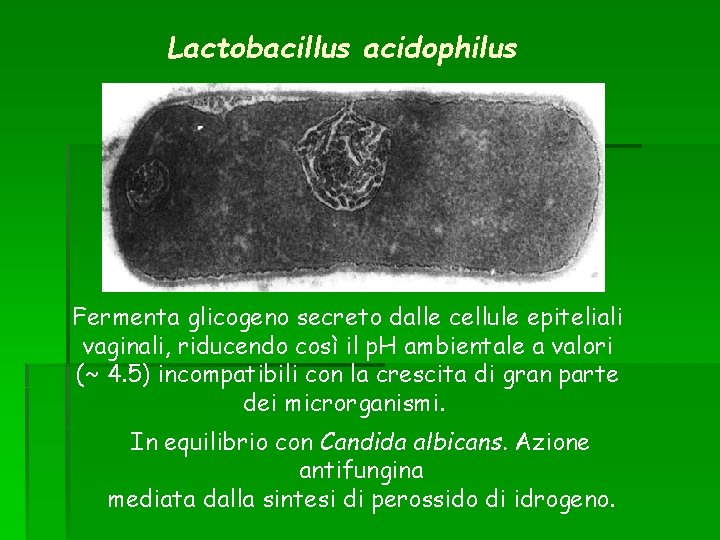 Lactobacillus acidophilus Fermenta glicogeno secreto dalle cellule epiteliali vaginali, riducendo così il p. H