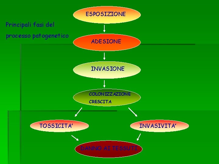 ESPOSIZIONE Principali fasi del processo patogenetico ADESIONE INVASIONE COLONIZZAZIONE CRESCITA TOSSICITA’ INVASIVITA’ DANNO AI