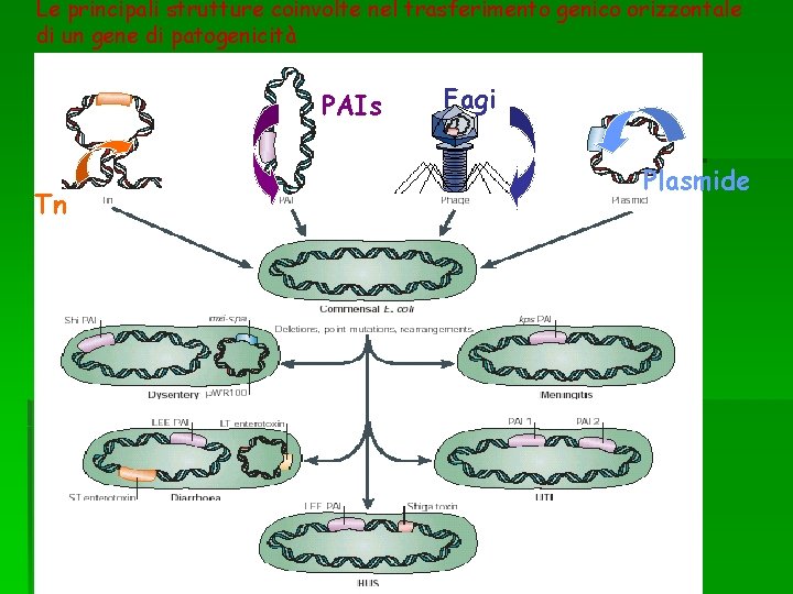 Le principali strutture coinvolte nel trasferimento genico orizzontale di un gene di patogenicità PAIs