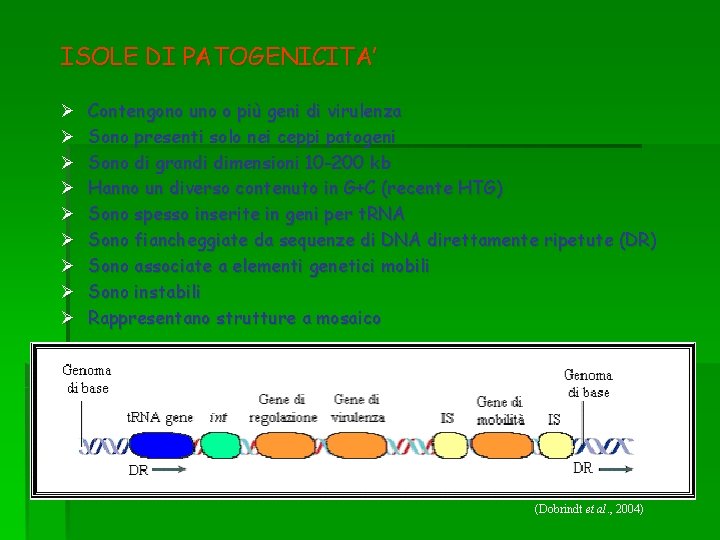 ISOLE DI PATOGENICITA’ Ø Ø Ø Ø Ø Contengono uno o più geni di