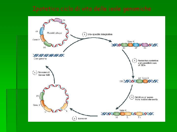 Ipotetico ciclo di vita delle isole genomiche 