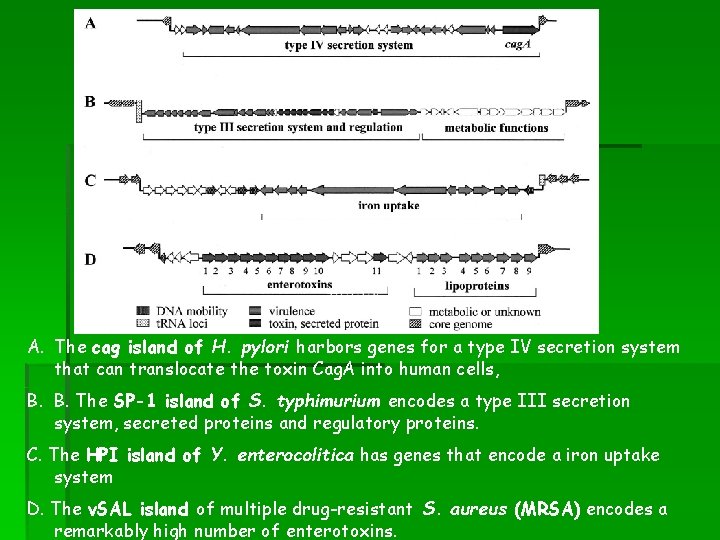 A. The cag island of H. pylori harbors genes for a type IV secretion