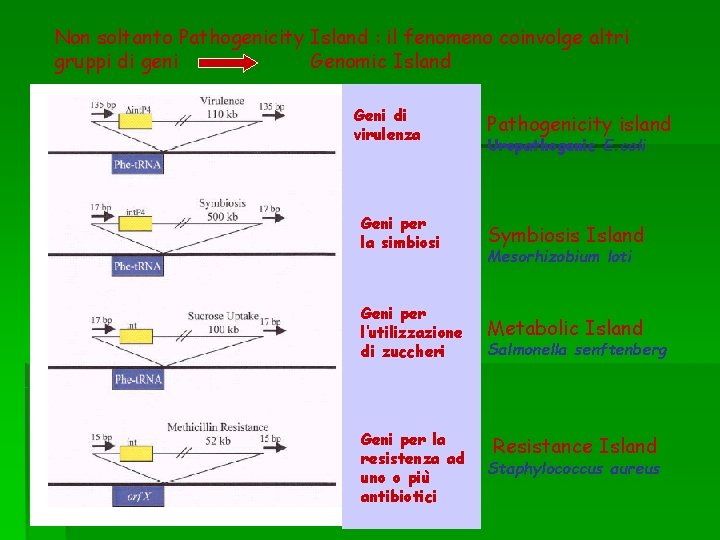 Non soltanto Pathogenicity Island : il fenomeno coinvolge altri gruppi di geni Genomic Island