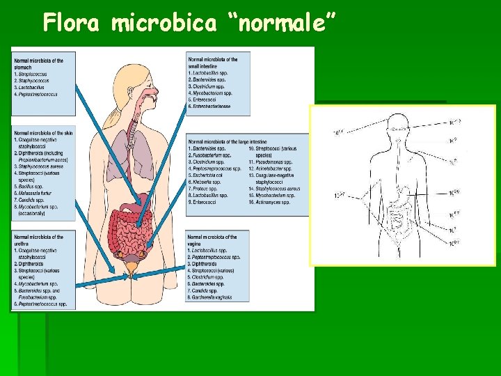 Flora microbica “normale” 