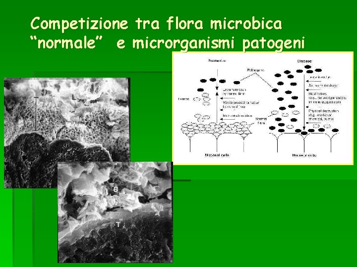 Competizione tra flora microbica “normale” e microrganismi patogeni 
