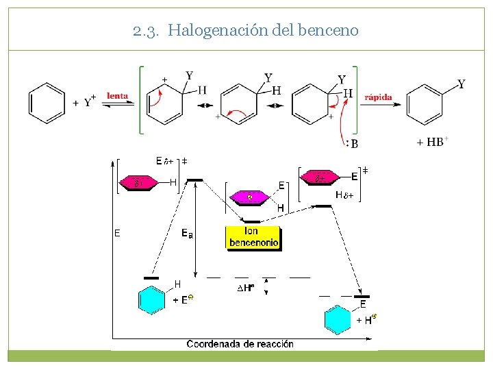 2. 3. Halogenación del benceno 