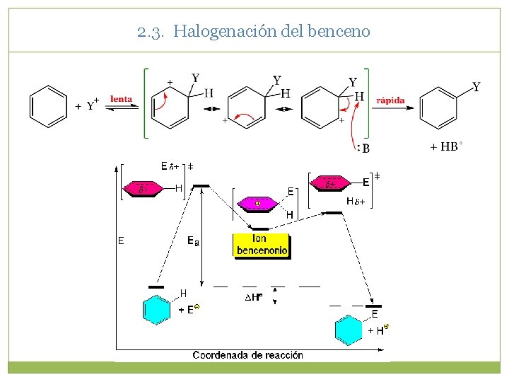 2. 3. Halogenación del benceno 2. 3. Halogenación del benceno